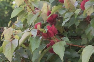 Achiote