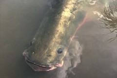 Arapaima