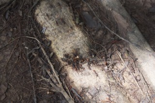 Army Ants