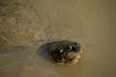 Arrau Turtle