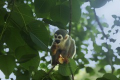Black-Capped Squirrel Monkey