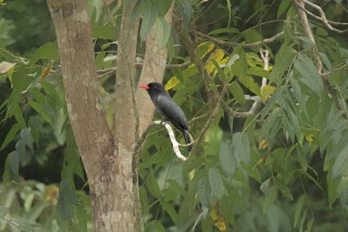 Black Nunbird