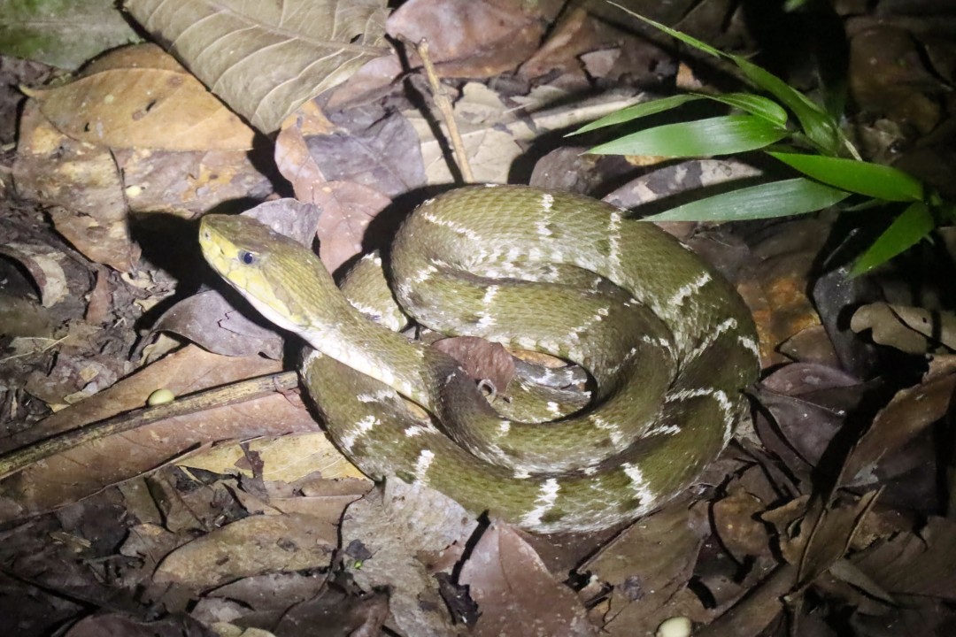 Common Lancehead