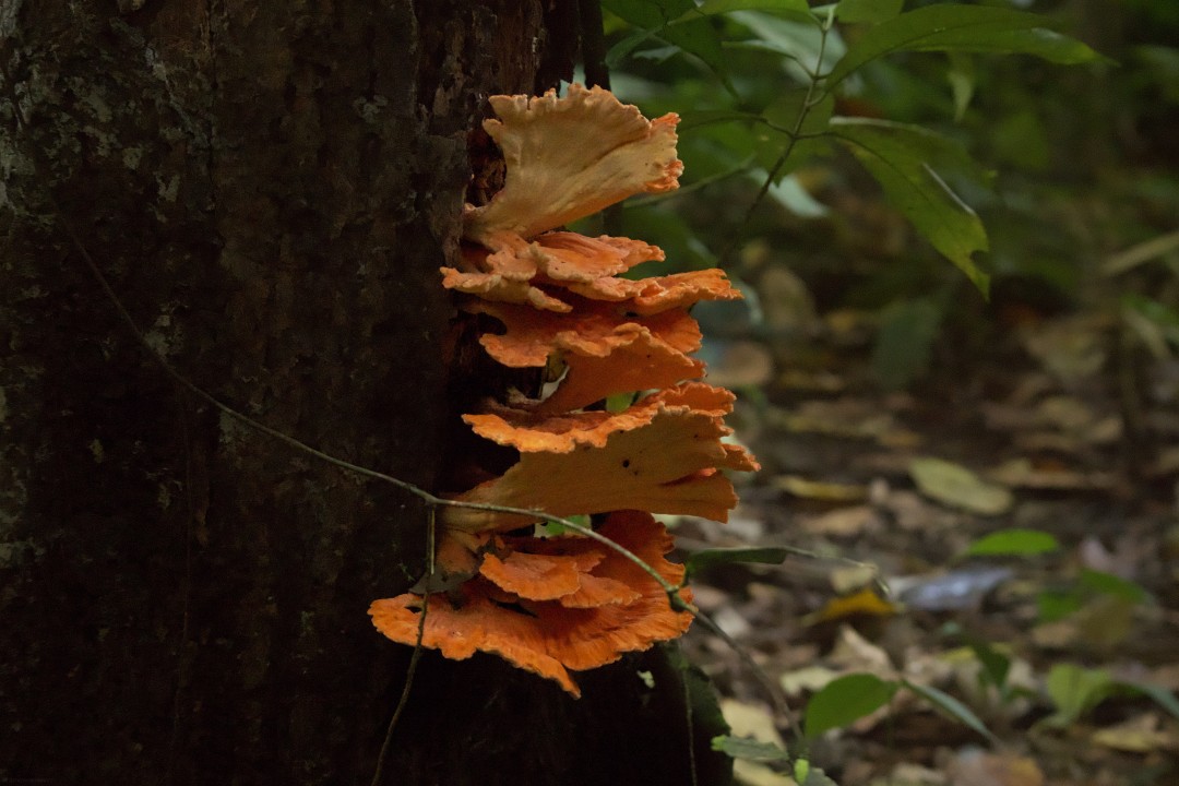 Fungi