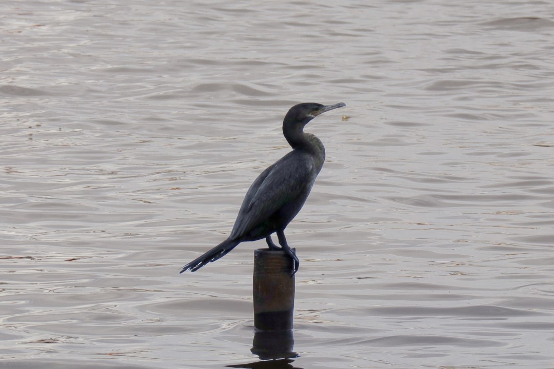 Neotropic Cormorant