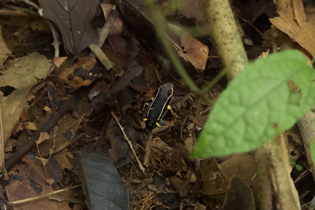 Poison Dart Frog