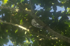 Potoo