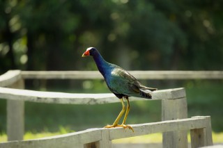 Purple Gallinule