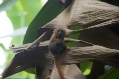 Pygmy Marmoset