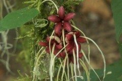 Harrania Flowers