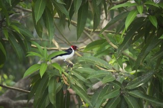 Red-Capped Cardinal
