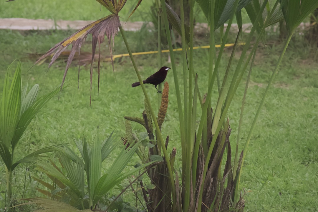 Silver Beaked Tanager