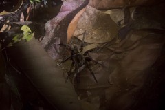 Tarantula