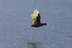 Wattled Jacana