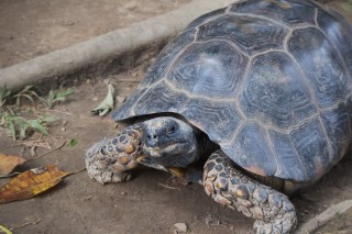 Yellow Spotted River Turtle