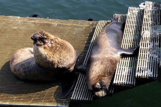 Southern Sea Lions