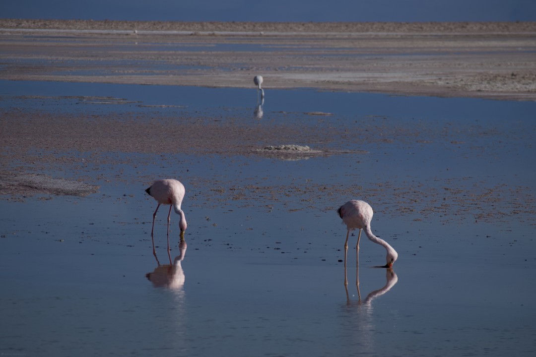 Andean Flamingo