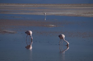 Andean Flamingo