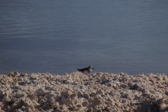 Bairds Sandpiper