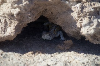 Fabian Lizard