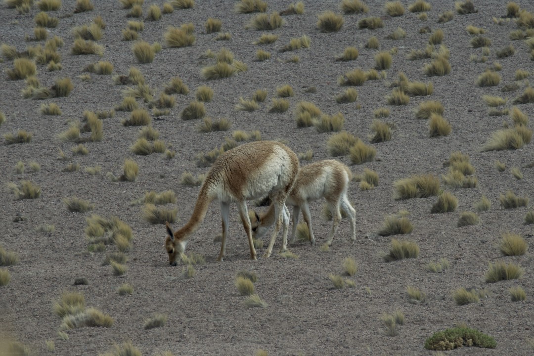 Vicuna