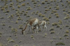 Vicuna