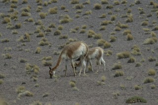 Vicuna
