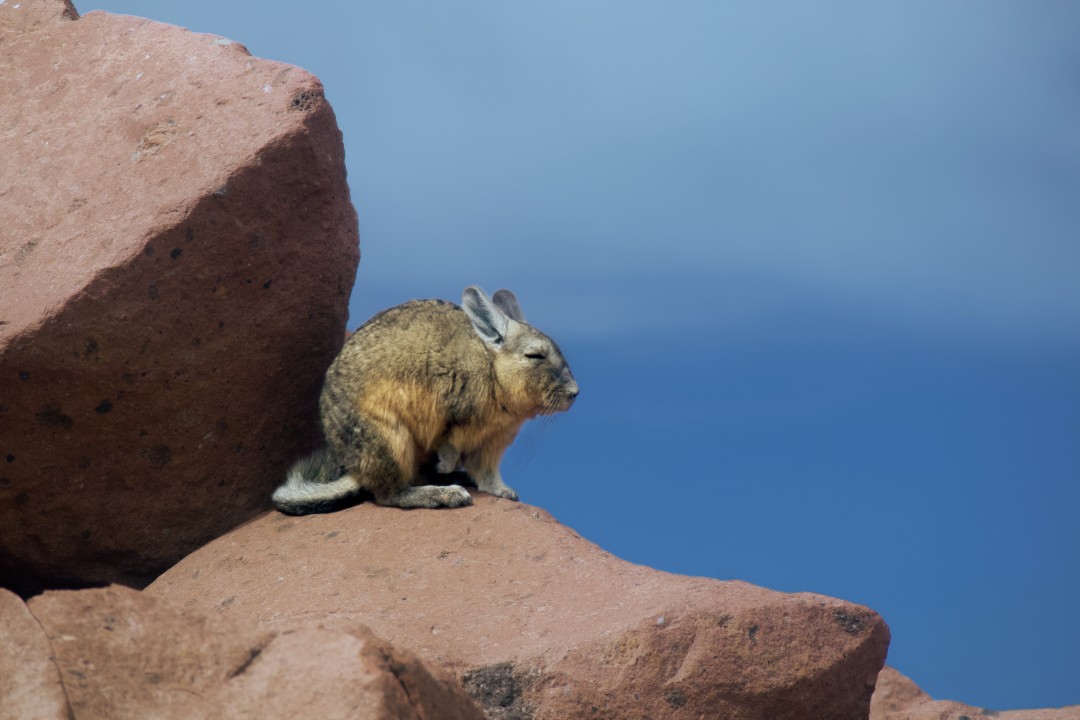 Southern Viscacha