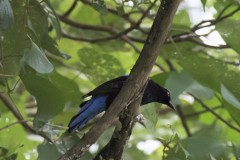 Asian Fairy-Bluebird