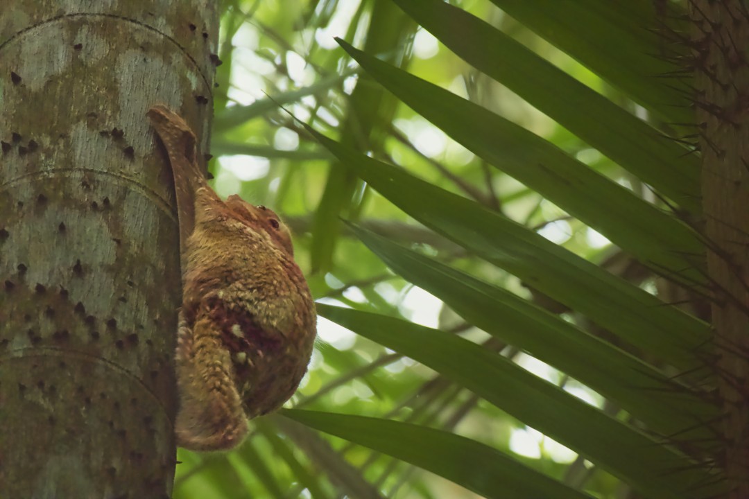 Colugo