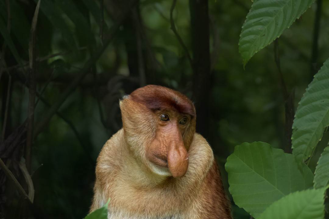Solitary Proboscis Monkey