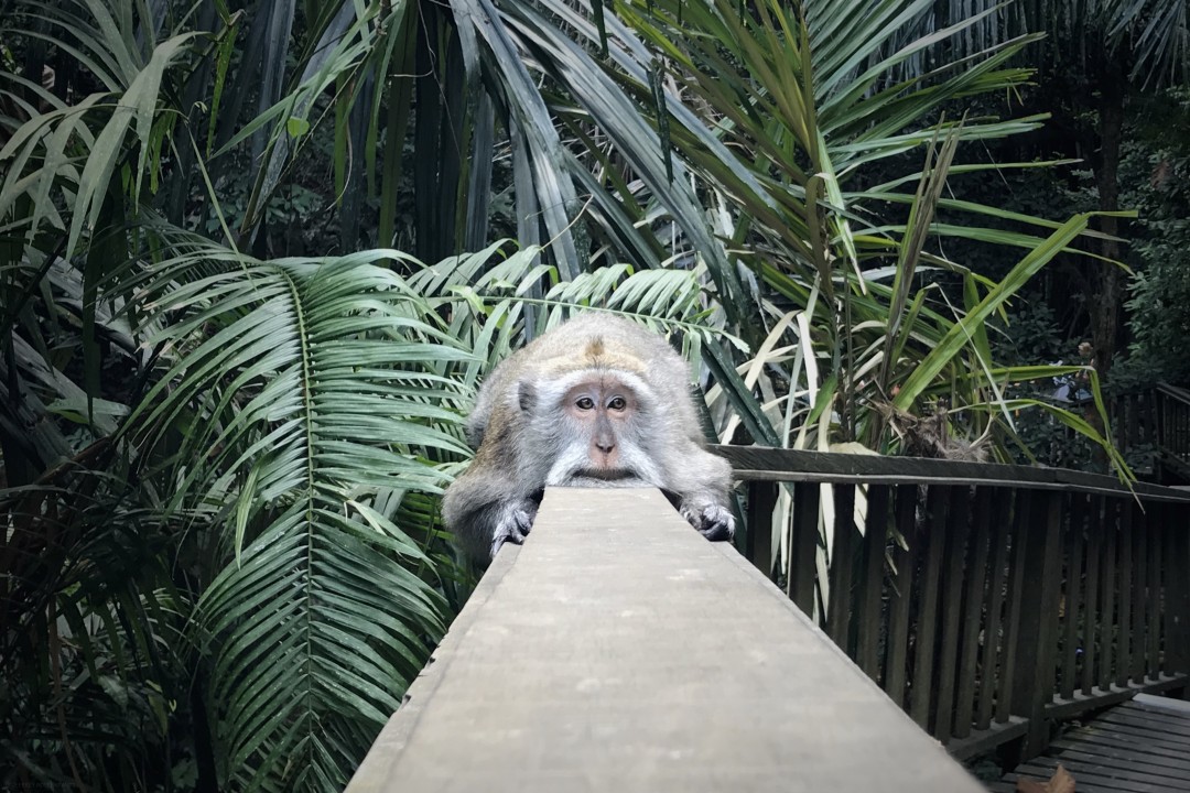 Long-Tailed Macaque