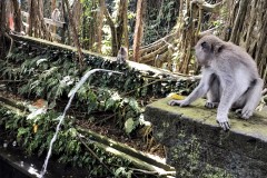 Long-Tailed Macaque