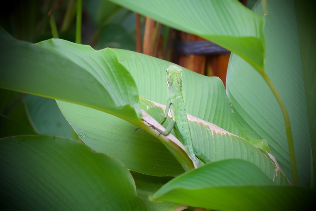 Maned Forest Lizard