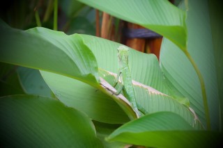Maned Forest Lizard