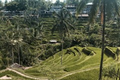 Tegallalang Rice Terraces