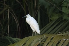 Little Egret
