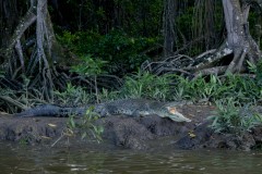 Saltwater Crocodile
