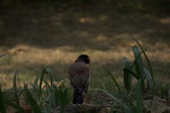 Common Myna