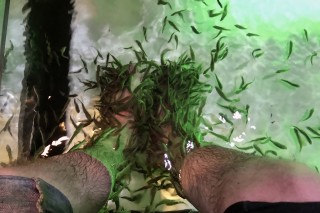 Fish Spa