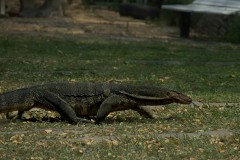 Asian Water Monitor