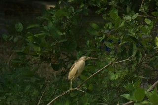 Yellow Bittern