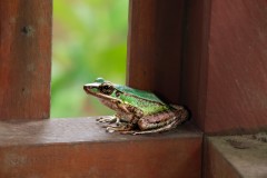 Green Paddy Frog