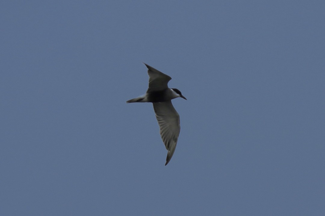 Gull-Billed Tern