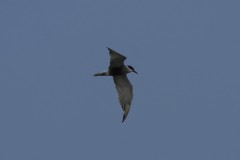 Gull-Billed Tern