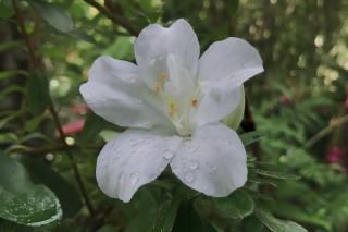 Spring Flower