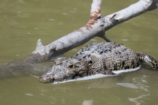 American Crocodile