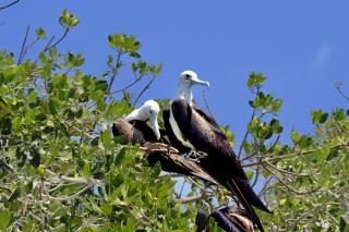 Frigatebirds