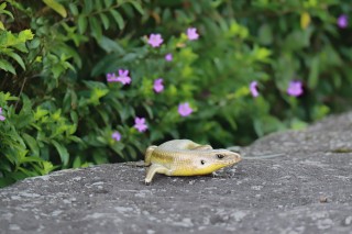Skink