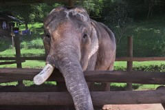 Asian Elephants